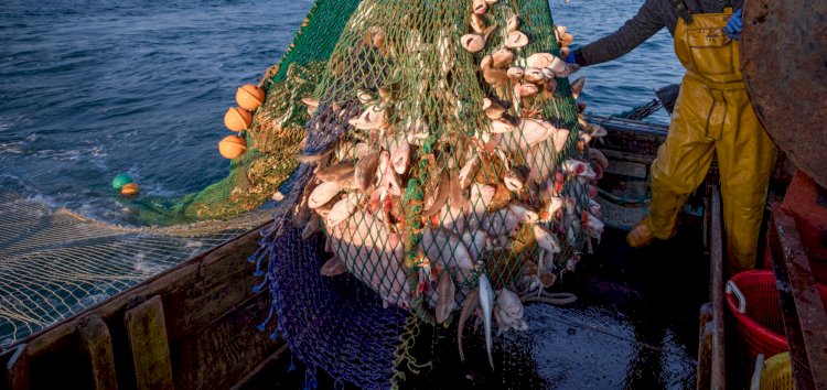 Scottish fishermen 'sailing to Denmark to land catch'