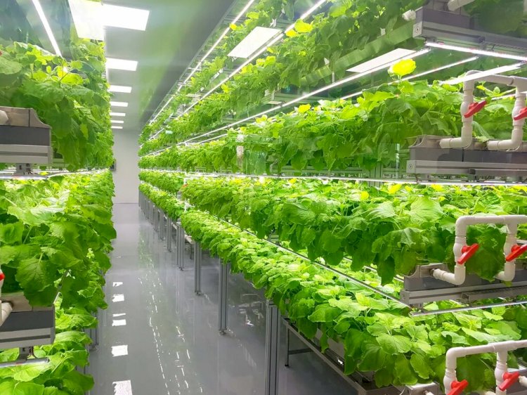 Global Vertical Farming Market to Grow at a CAGR of 19.5% during 2022-2028