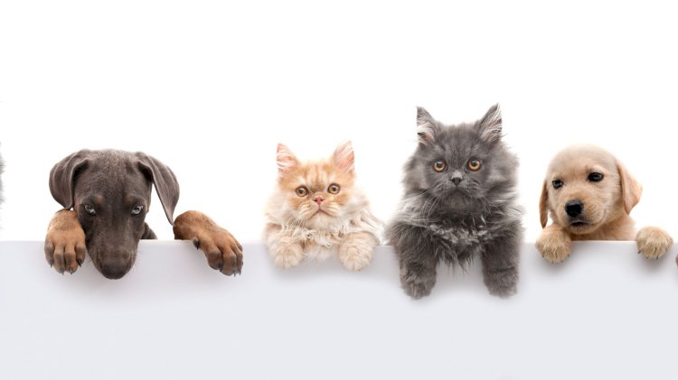 Europe Pet Insurance Market to Grow at a CAGR of 9.2% , 2021-2028