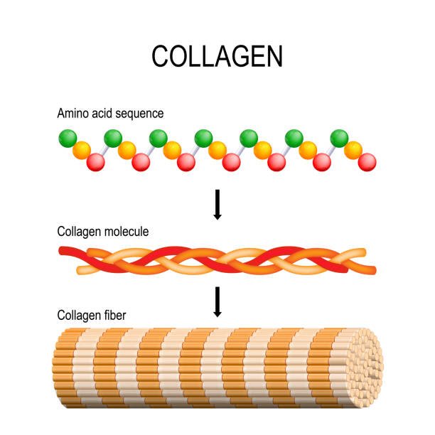 Global Collagen Market to Reach USD 6.7 Billion by 2028