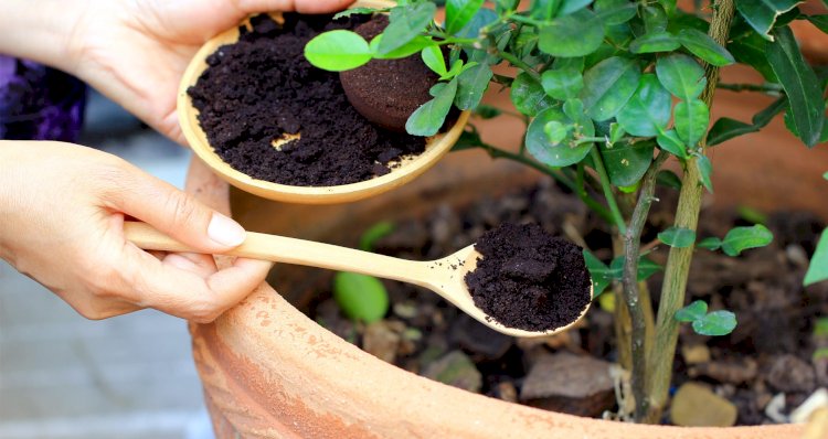 United States Residential Organic Compost Market to Grow at a CAGR of 8.8% during Forecast Period