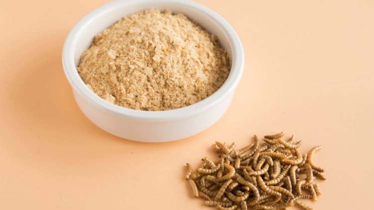 Global Insects Protein Market to Grow at a CAGR of 23.1% during 2023-2028