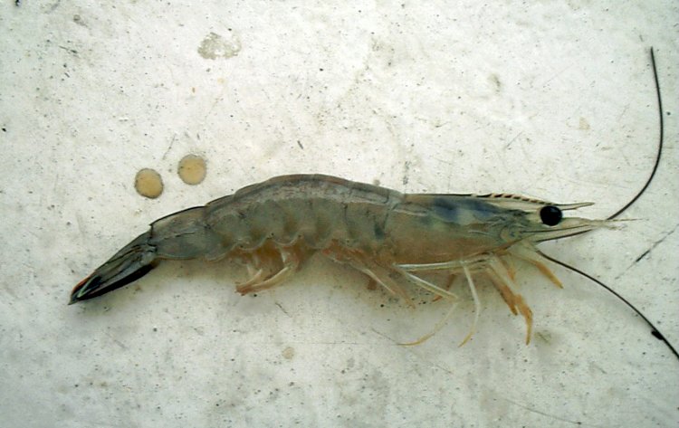 Saudi Arabia Shrimp Market Size to Grow at a Steady CAGR of 5.4% during 2022–2028