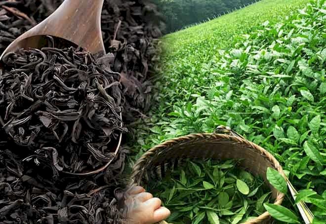 UAE emerges second biggest tea importer from India after CIS bloc