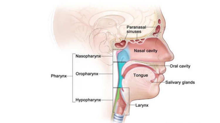 Head and Neck Cancer Therapeutics Market to Grow at a CAGR of 12.6% during Forecast Period