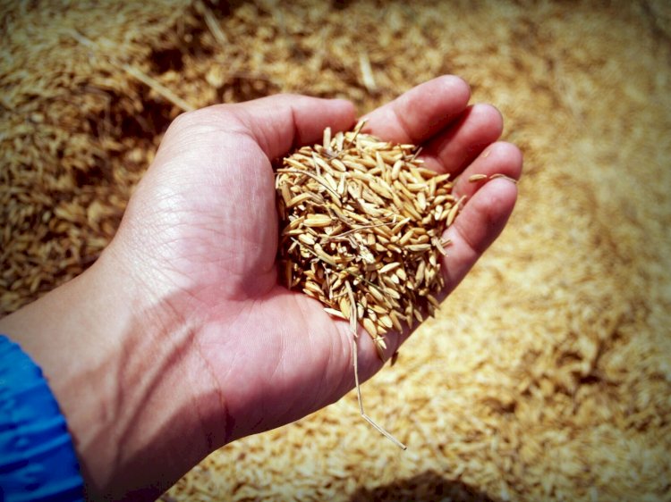 Thailand Grain Analysis Market Size Grow at Steady Rate to To Reach USD 96.5 Million by 2029