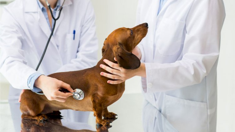 Companion Animal Pharmaceuticals Market Size Set to Touch USD 45.12 Billion by 2029