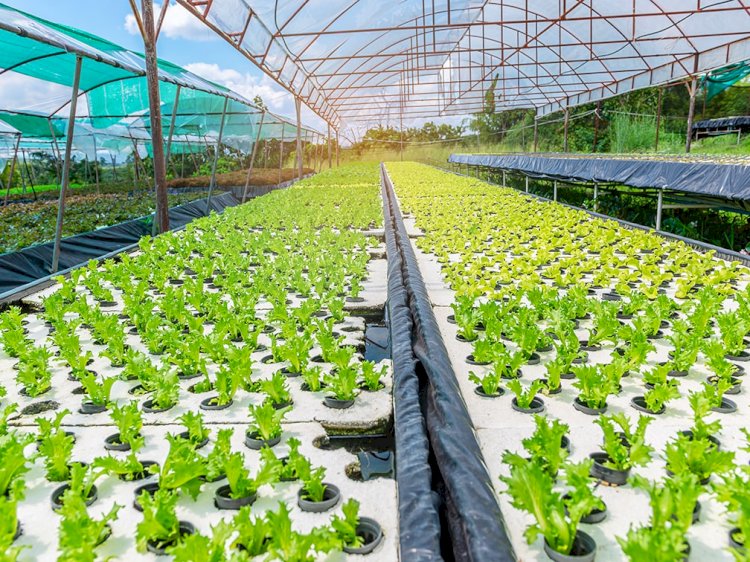 United Kingdom Hydroponics Market Size Set to Grow at Steady CAGR of 6.24%