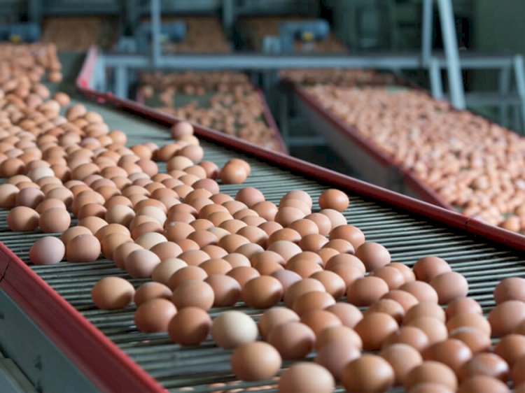 Europe Processed Eggs Market Size Set to Reach USD 11.41 Billion by 2029