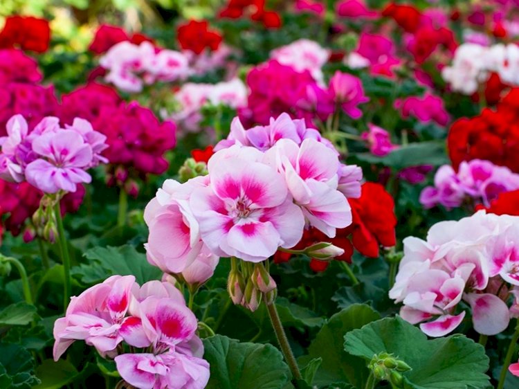 Global Flowers and Ornamental Plants Market grow at a CAGR of 9.2%