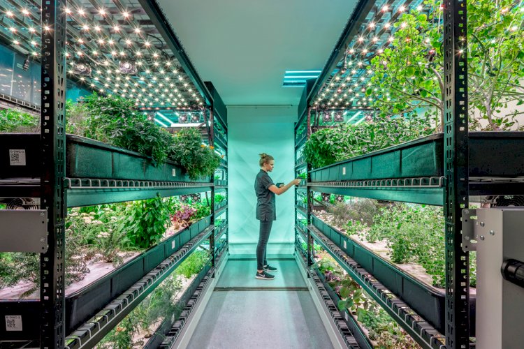 GCC Indoor Farming Market Size Set More Than Doubles at Robust CAGR of 13.1%