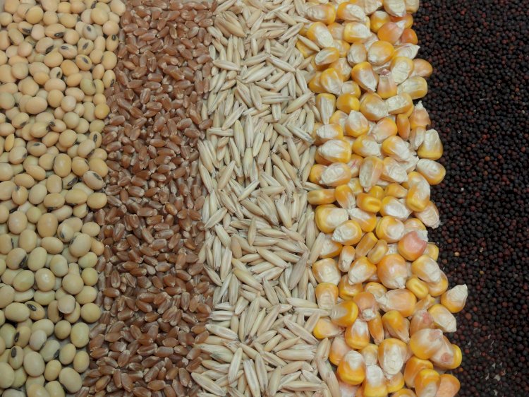 Brazil Animal Feed Market Size Grows at Steady CAGR of 5.67%